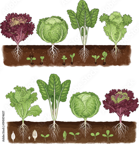 Vegetable growth stages illustration showing lettuce cabbage spinach and leafy greens planting timeline from seedling to mature plant in garden soil