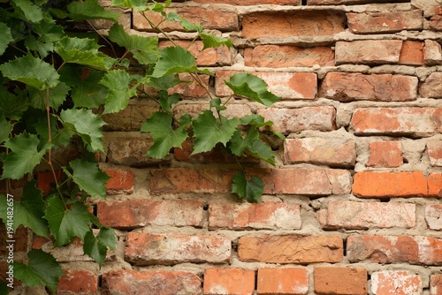 Grape leaves on an old brick wall.