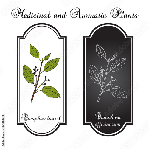 Camphor tree (Camphora officinarum), edible and medicinal plant. Hand drawn botanical vector illustration