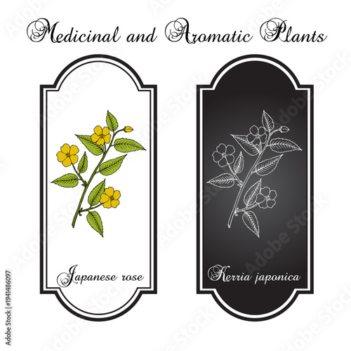 Japanese kerria or Japanese rose (Kerria japonica), ornamental and medicinal plant. Hand drawn botanical vector illustration