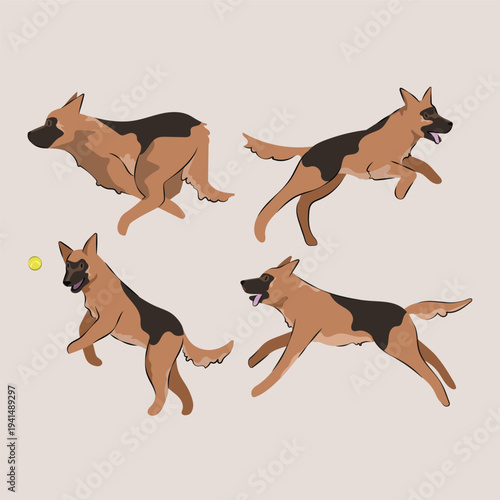German Shepherd running and playing