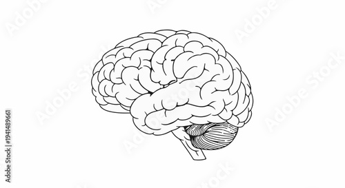 Detailed line drawing of a human brain on a white background, symbolizing thought and intellect.