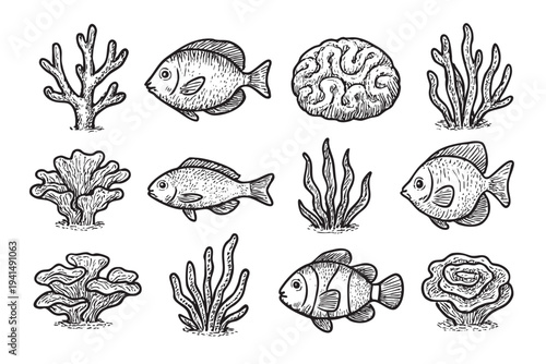 Black and white graphic illustrations depicting various sea creatures like fish and seaweed, set on a white background, suitable for ocean-themed designs and educational use.