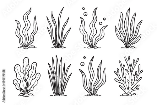 Collection of various seaweed illustrations in black and white, perfect for educational materials or artistic projects requiring marine plant graphics. These are isolated on a white background.