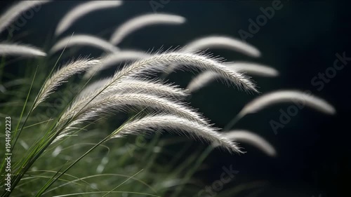 Beautiful white feather grass on dark background in natural light