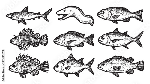 A collection of nine hand-drawn fish illustrations featuring various species like shark, eel and reef fish, displayed in a grid on a clean white background.