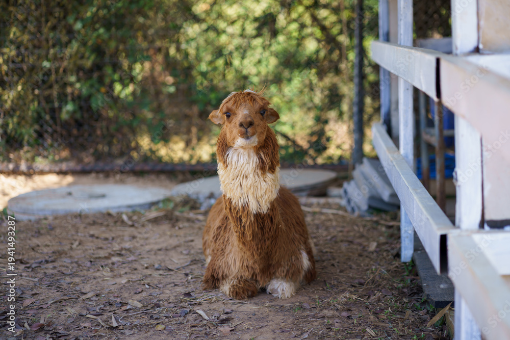 Obraz premium Fluffy brown cinnamon alpaca sitting on the ground in ranch and farm environment