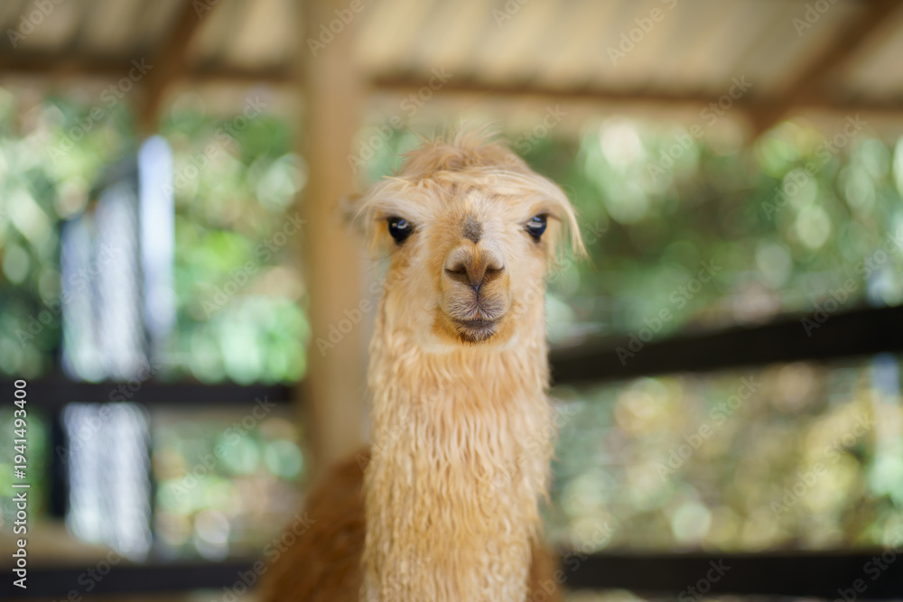 Naklejka premium Portrait of a cute cream colored alpaca looking sideways in farm fence and blurred nature background