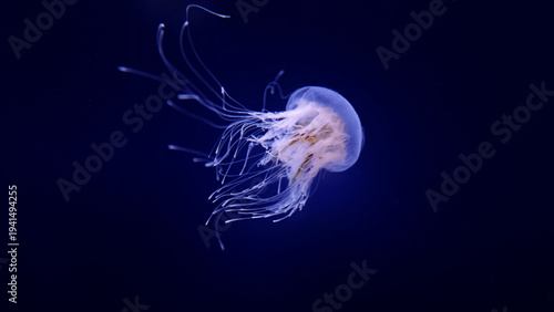 Фотография Beautiful jellyfish floating in the aquarium on the black background