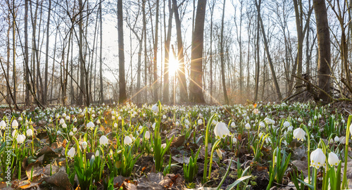 Spring flowers in the shining sunlight, Leucojum vernum, called spring snowflake