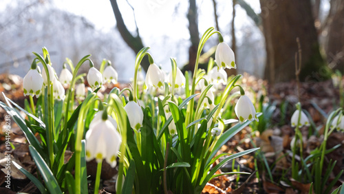 Spring flowers in the shini...