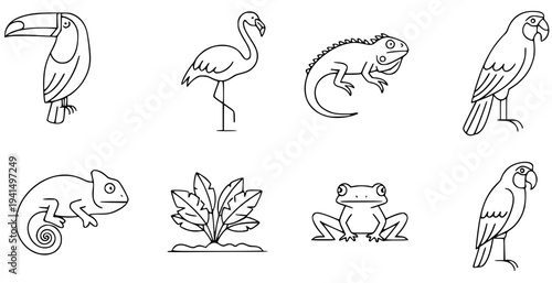 Tropical Jungle Animals Line Art Set, Toucan Flamingo Iguana Chameleon Frog Parrot Outline, Minimal Wildlife Vector Illustration