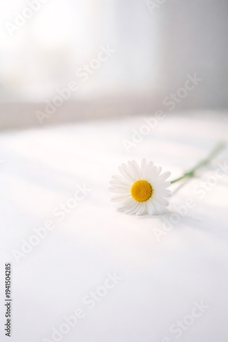 Daisy flower with white petals and yellow center resting on a pristine white background, creating a clean, serene, and minimalist composition with soft, natural light and subtle shadows