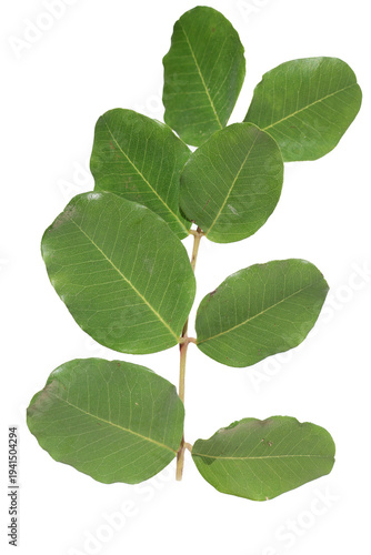 leaves of carob tree isolated on white background