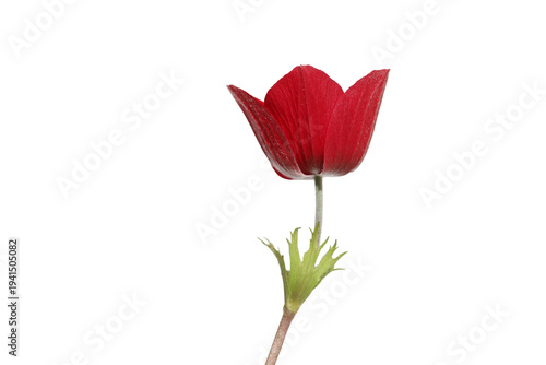red anemone flower isolated on white background