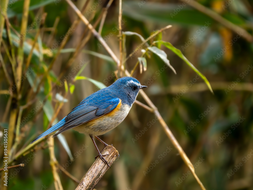 Obraz premium 森の中で枯れ木に留まって周りを見渡しているルリビタキの雄