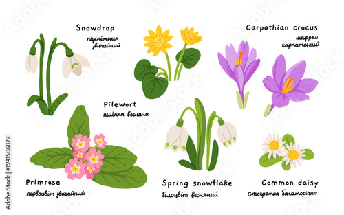 Early spring wildflowers set. Snowdrop, crocus, primrose, daisy, pilewort, spring snowflake. Carpathian botanical collection hand drawn vector illustration