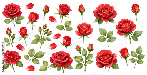 A charming watercolor collection of red roses featuring blooming flowers, buds, petals, and green leaves illustrated in a classic botanical style.