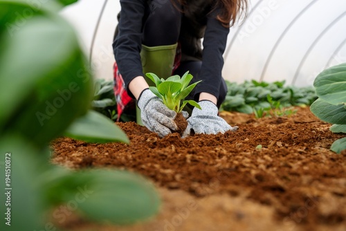 Gardener planting vegetable seedling in greenhouse soil