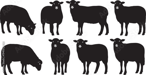 Black sheep silhouettes standing and grazing in a group