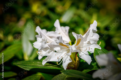 Close-up of white rhododendron flowers blooming in a lush green garden with soft sunlight for botanical and landscaping concepts