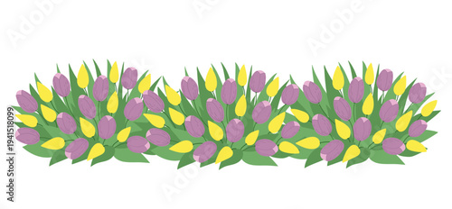Purple and yellow tulips flower horizontal flowerbed edge on field in flat cartoon  design. Spring seasonal bouquet border with blossoms and leaves, ornament for greeting card. Vector illustration