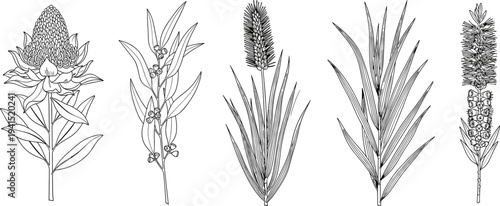 Collection of detailed botanical line drawings featuring native flowers and plants with intricate leaves and blossoms for elegant nature designs,