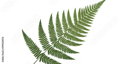 Beautiful green fern leaf vector illustration with intricate details