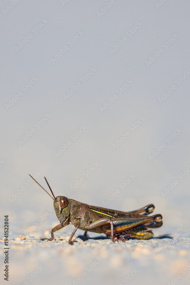 Fototapeta premium saltamontes, langosta, insecto, macro, naturaleza, fauna, silvestre, detalle, perfil, antenas, patas, saltar, camuflaje, tierra, suelo, exterior, luz, día, nitidez, desenfoque, minimalismo, vida