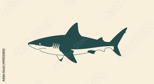 Illustration of a Great White Shark.