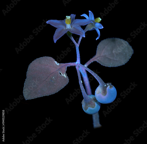 Schwarzer Nachtschatten (Solanum nigrum), Blüte, UV-Licht, Deutschland