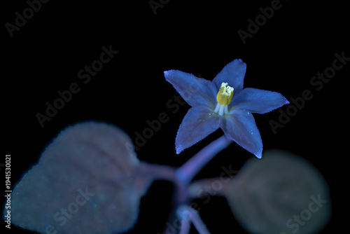 Schwarzer Nachtschatten (Solanum nigrum), Blüte, UV-Licht, Deutschland
