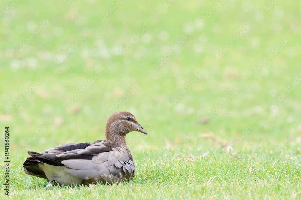 Obraz premium Female Australian wood duck Chenonetta jubata resting. Bendeela Recreation Area. Kangaroo Valley. New South Wales. Australia.