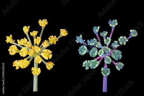Fenchel (Foeniculum vulgare), Blüte, UV-Licht, Deutschland 