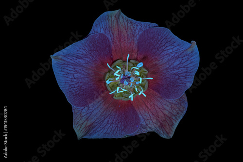 Lenzrose (Helleborus orientalis), Blüte, UV-Licht, Deutschland