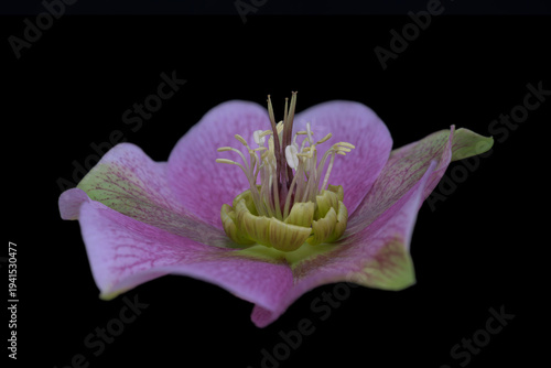 Lenzrose (Helleborus orientalis), Blüte,  Deutschland