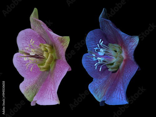 Lenzrose (Helleborus orientalis), Blüte, UV-Licht, Deutschland