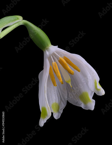 Frühlings-Knotenblume (Leucojum vernum), Blüte aufgeschnitten, Deutschland