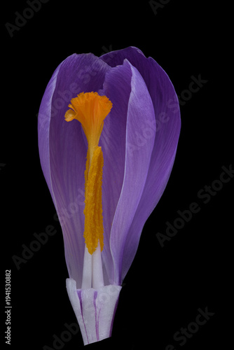 Frühlings-Krokus (Crocus vernus), Blüte aufgeschnitten,  Deutschland