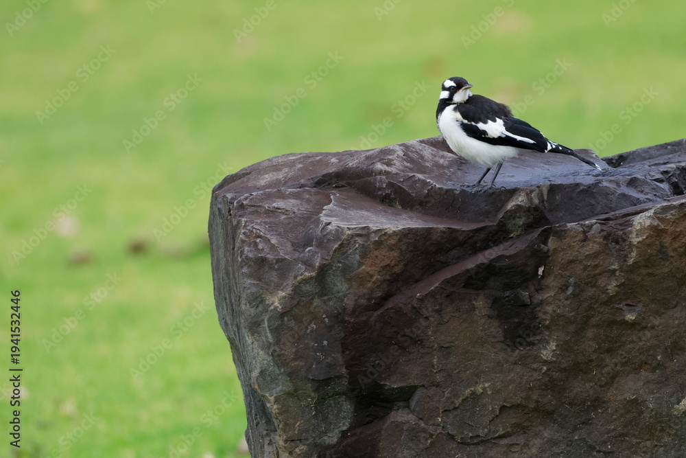 Obraz premium Juvenile magpie-lark Grallina cyanoleuca cyanoleuca. Bendeela Recreation Area. Kangaroo Valley. New South Wales. Australia.