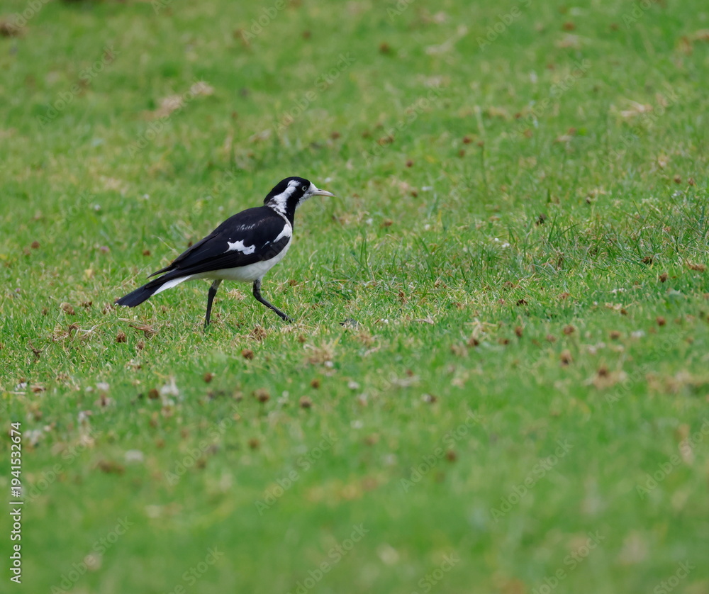 Obraz premium Female magpie-lark Grallina cyanoleuca cyanoleuca. Bendeela Recreation Area. Kangaroo Valley. New South Wales. Australia.