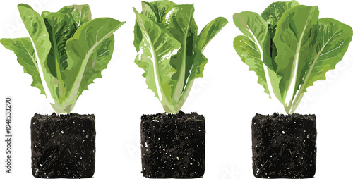 Organic lettuce plants growing in soil blocks, fresh leafy green vegetable cultivation concept, healthy salad crop vector illustration