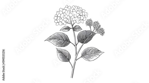Hand drawn botanical line art of a minimalist hydrangea emblem presented in a vintage style with delicate black ink outlines on a clean white background viewed from above