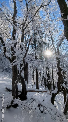 Sunlight shining through snow covered tree branches in magical winter forest