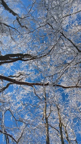 Low angle view of snow covered beech tree crowns against clear blue sky in winter forest