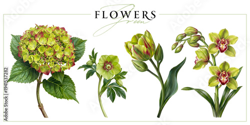 Green-red flowers isolated on a white background. Vintage painting style illustration.