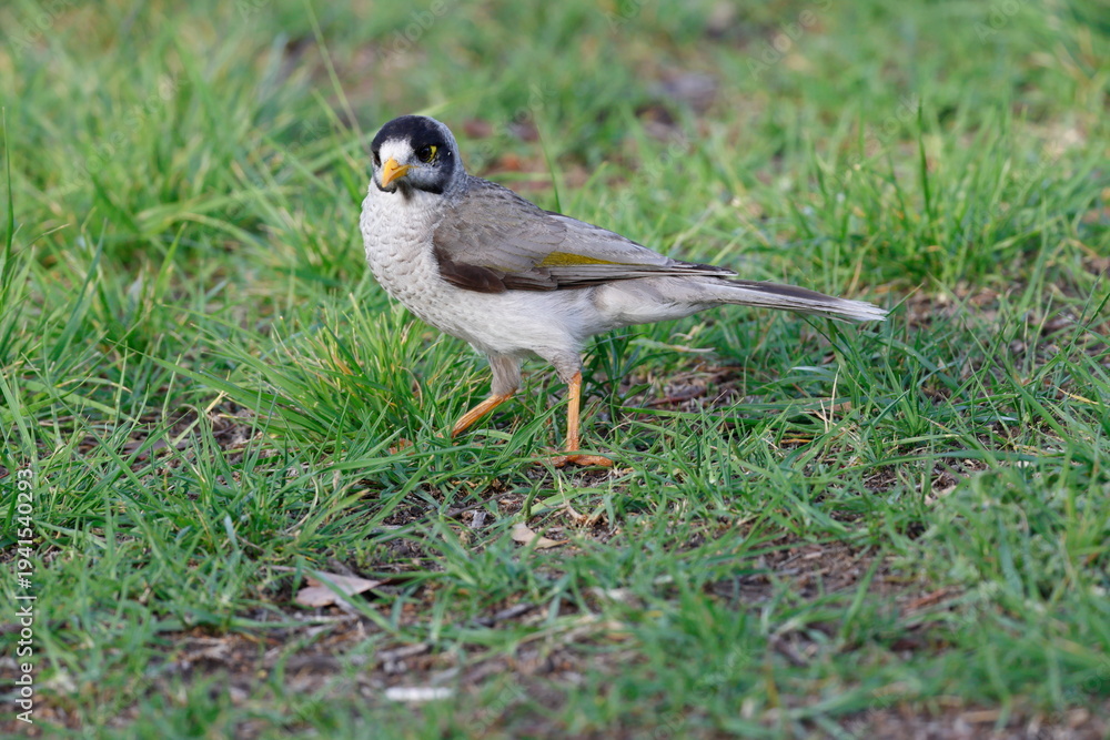 Fototapeta premium Noisy miner Manorina melanocephala. Tullamarine. Melbourne. Victoria. Australia.