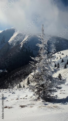 Vertical,Frozen spruce tree covered in hoarfrost against majestic alpine mountain landscape winter