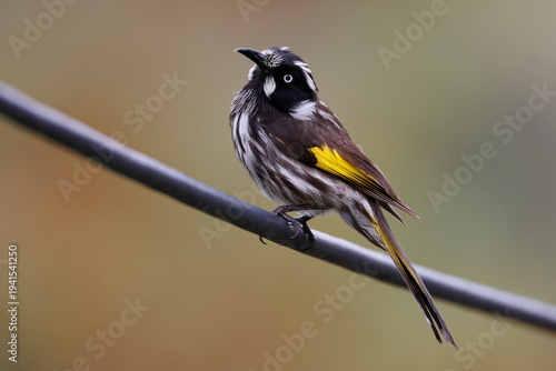 New Holland honeyeater Phylidonyris novaehollandiae novaehollandiae. Tullamarine. Melbourne. Victoria. Australia.
