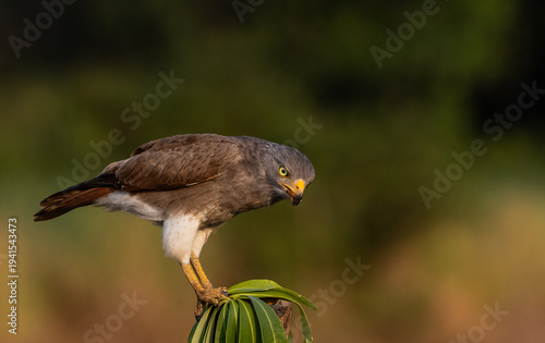 фотографія Rufous-winged Buzzard (Butastur liventer) perched on foliage in Thailand